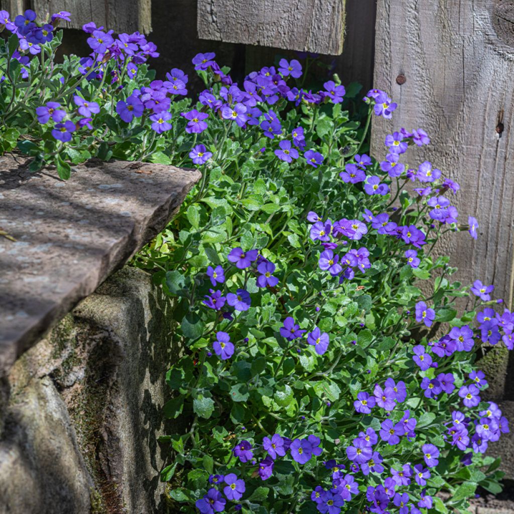 Aubrieta Cascade Blue