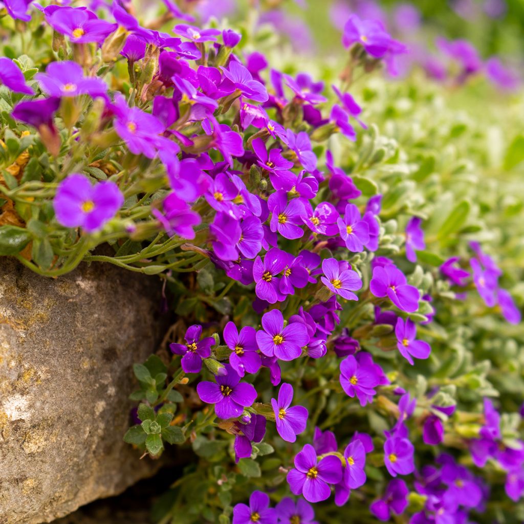 Aubrieta Red Cascade