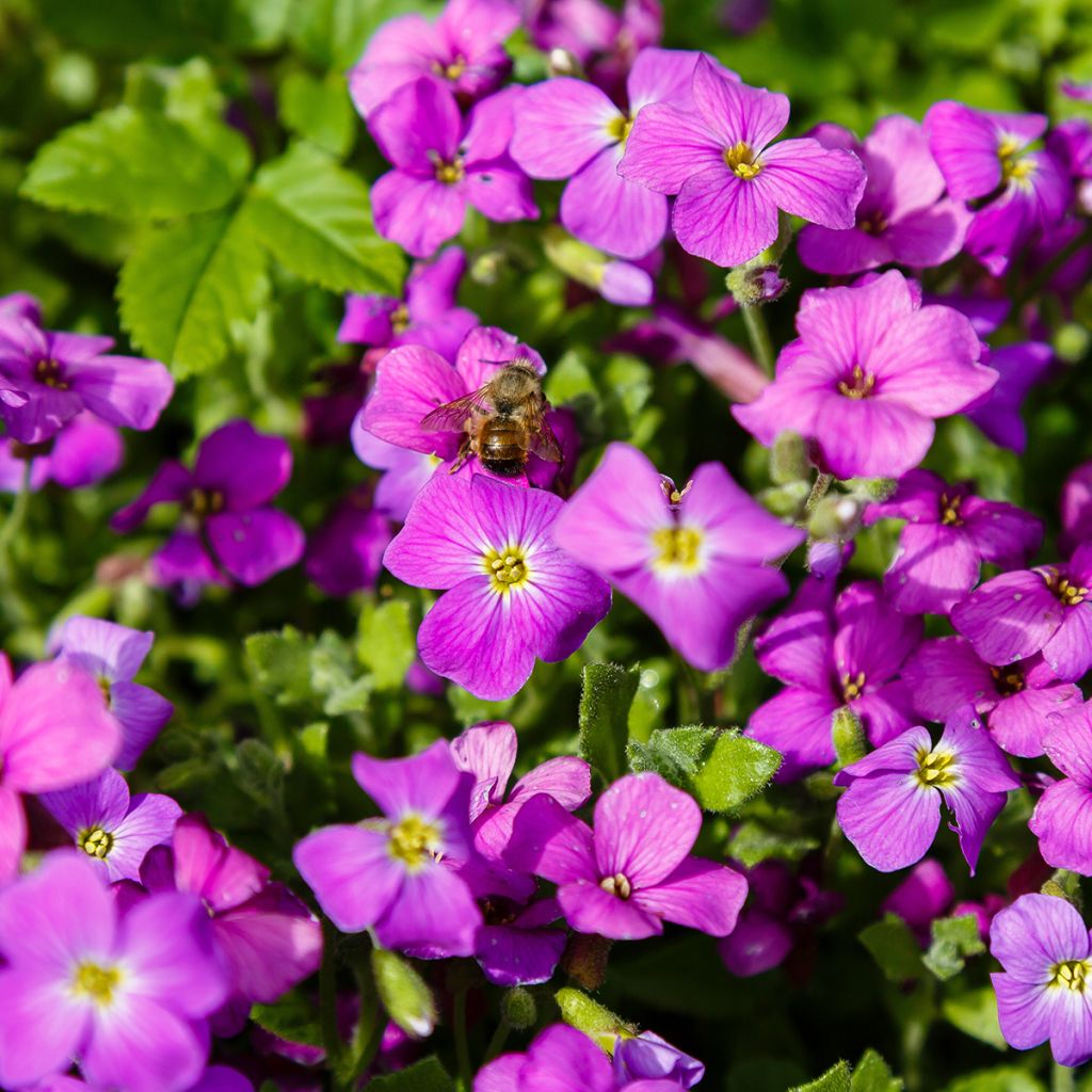 Aubrieta Red Cascade