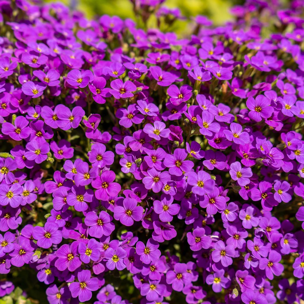 Aubrieta Red Cascade