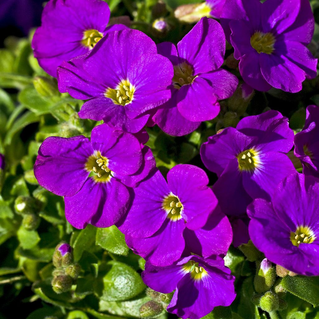 Aubrieta Purple Cascade