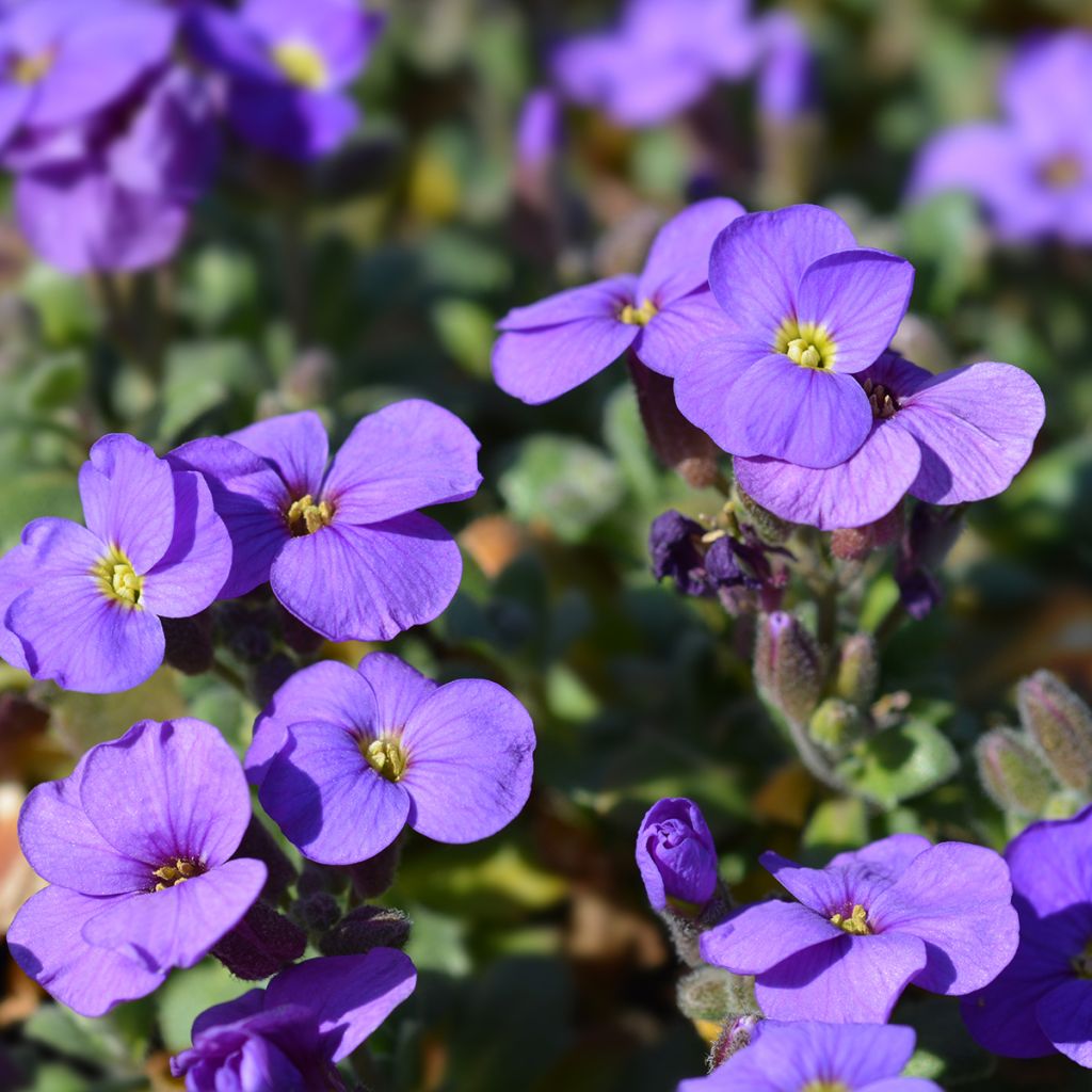 Aubrieta Purple Cascade