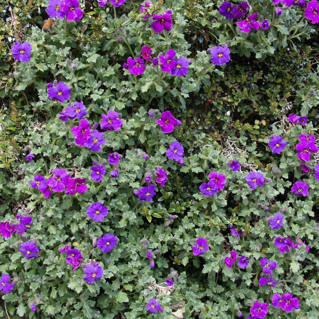 Aubrieta Purple Cascade