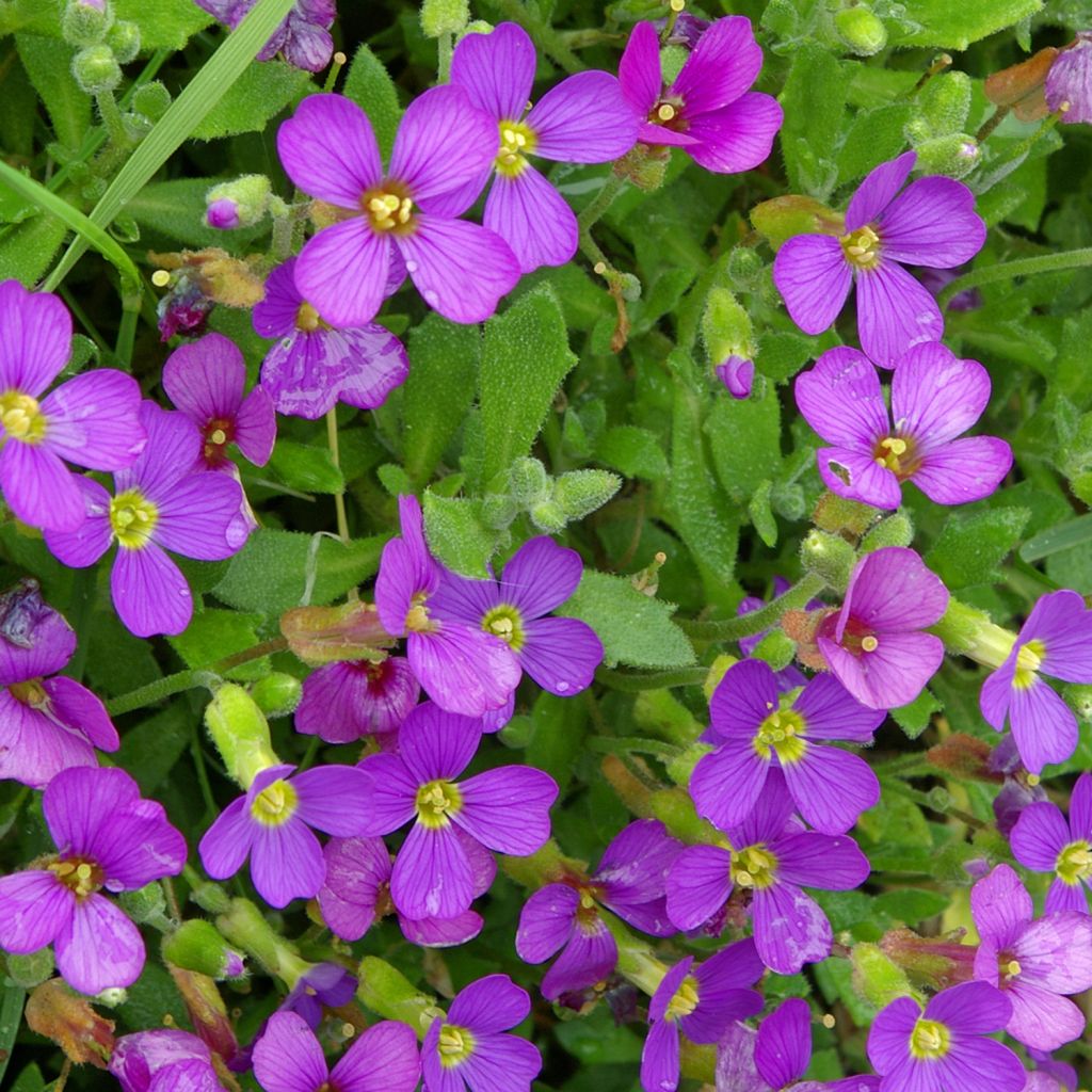 Aubriète, Aubrietia canescens ssp. cilicica