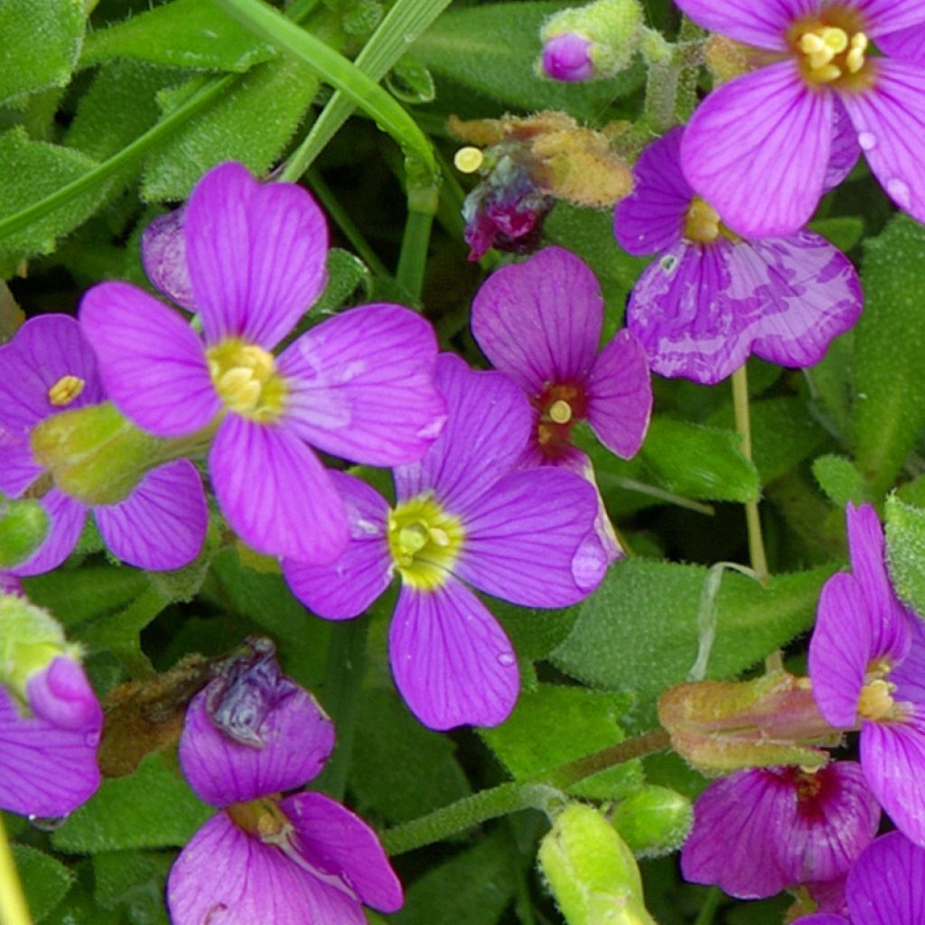 Aubriète, Aubrietia canescens ssp. cilicica