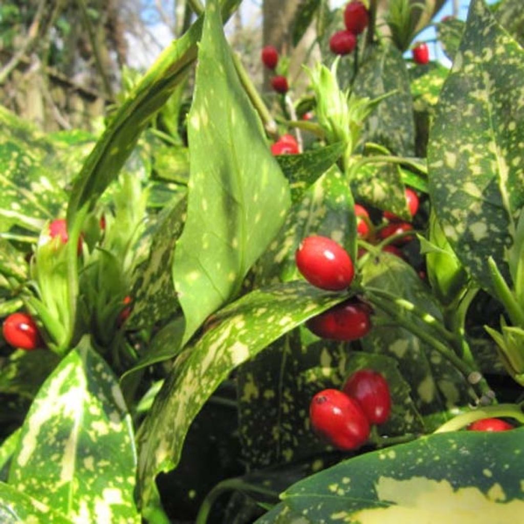 Aucuba japonica Variegata