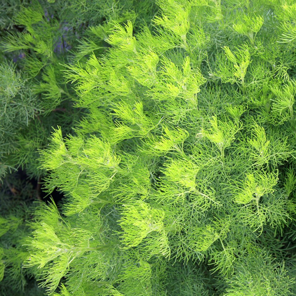 Artemisia abrotanum