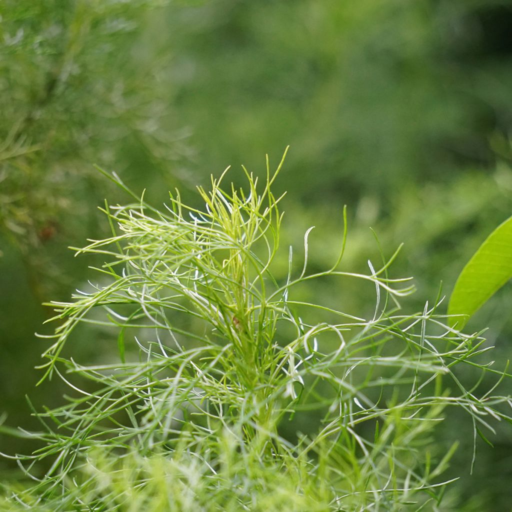 Artemisia abrotanum