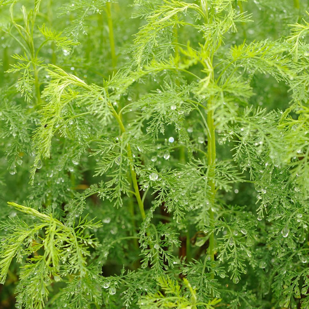 Artemisia abrotanum