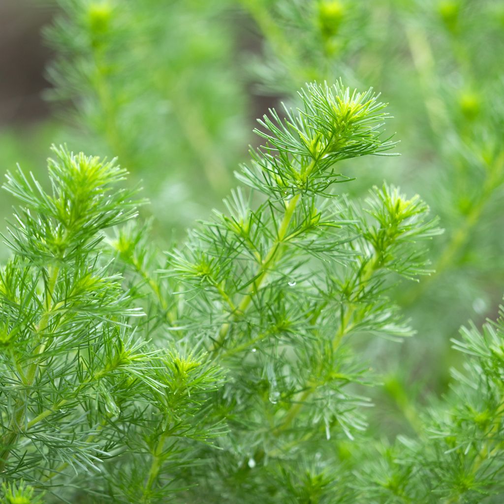 Artemisia abrotanum