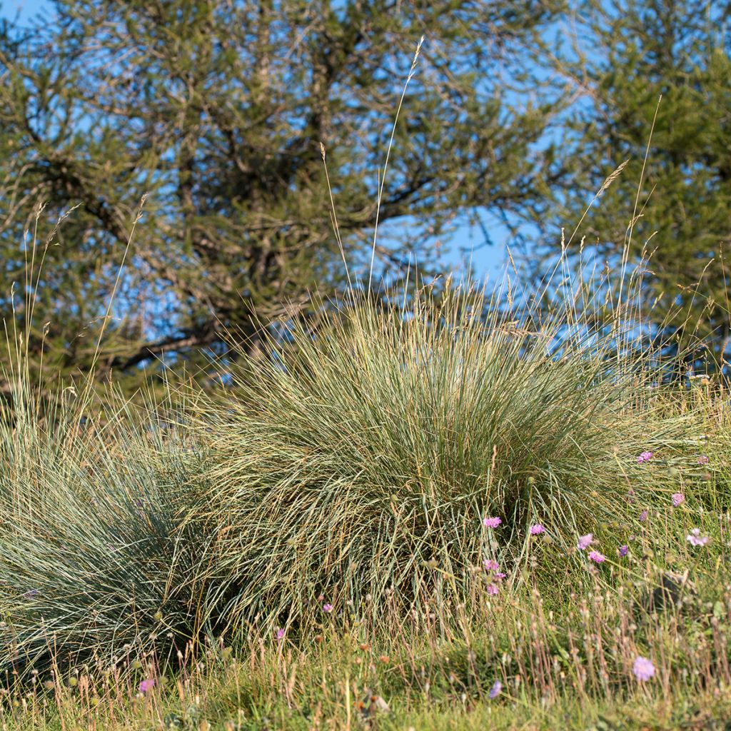 Helictotrichon sempervirens - Blue oat grass