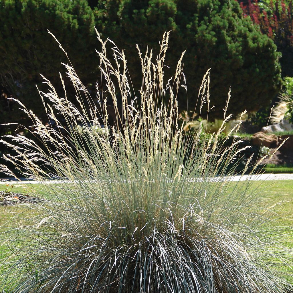 Helictotrichon sempervirens - Blue oat grass