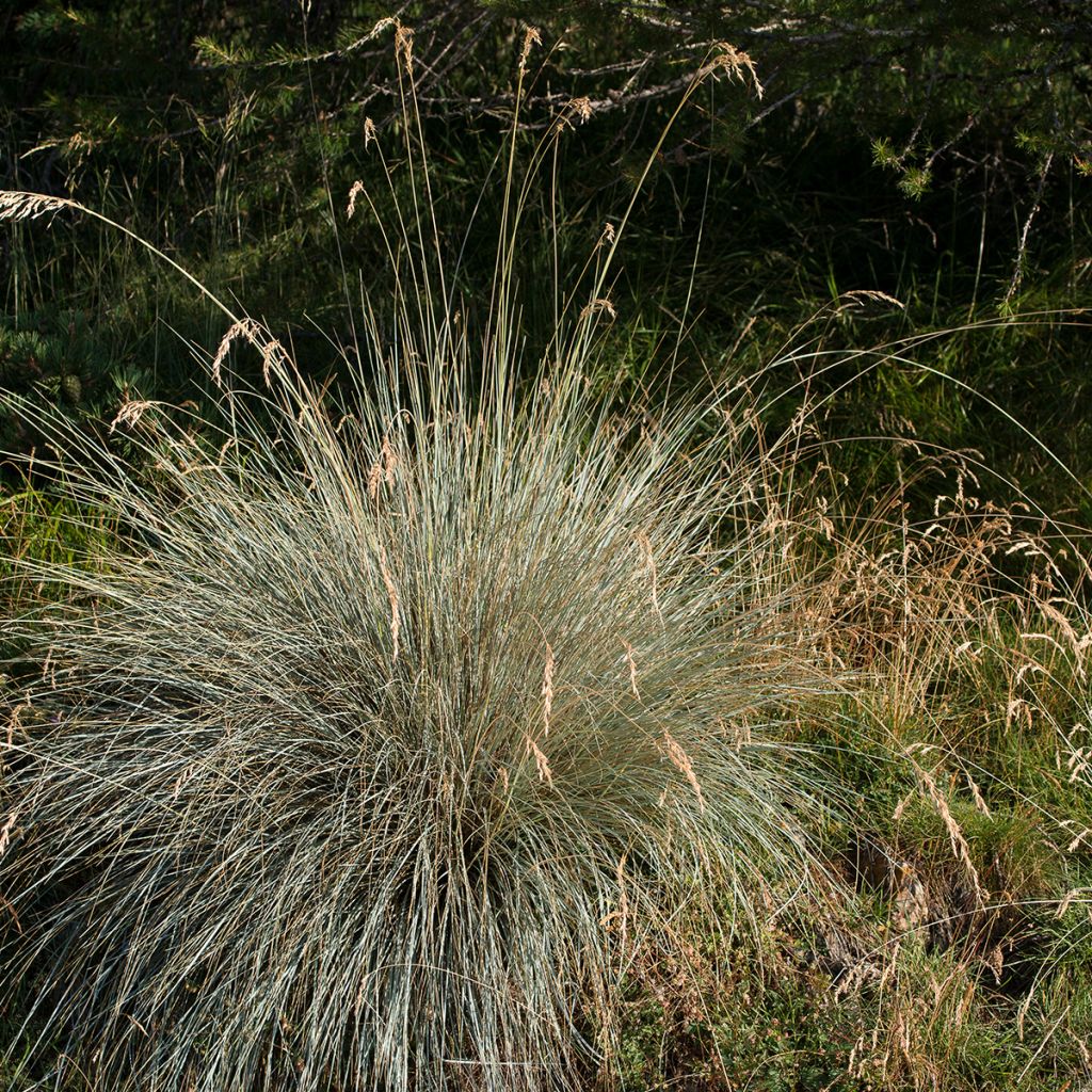 Helictotrichon sempervirens - Blue oat grass