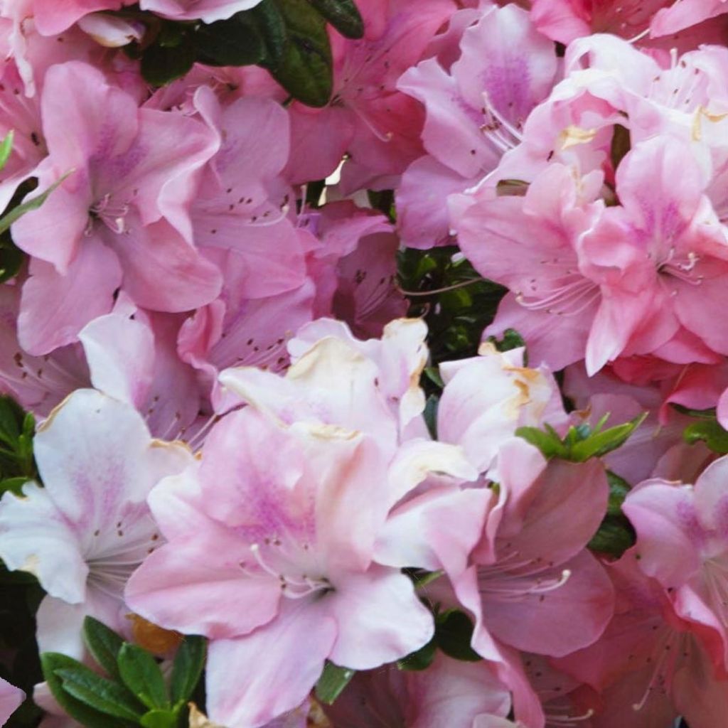 Azalea japonica ENCORE Debutante Roblel