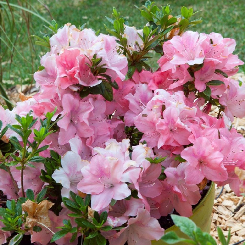 Azalea japonica ENCORE Debutante Roblel
