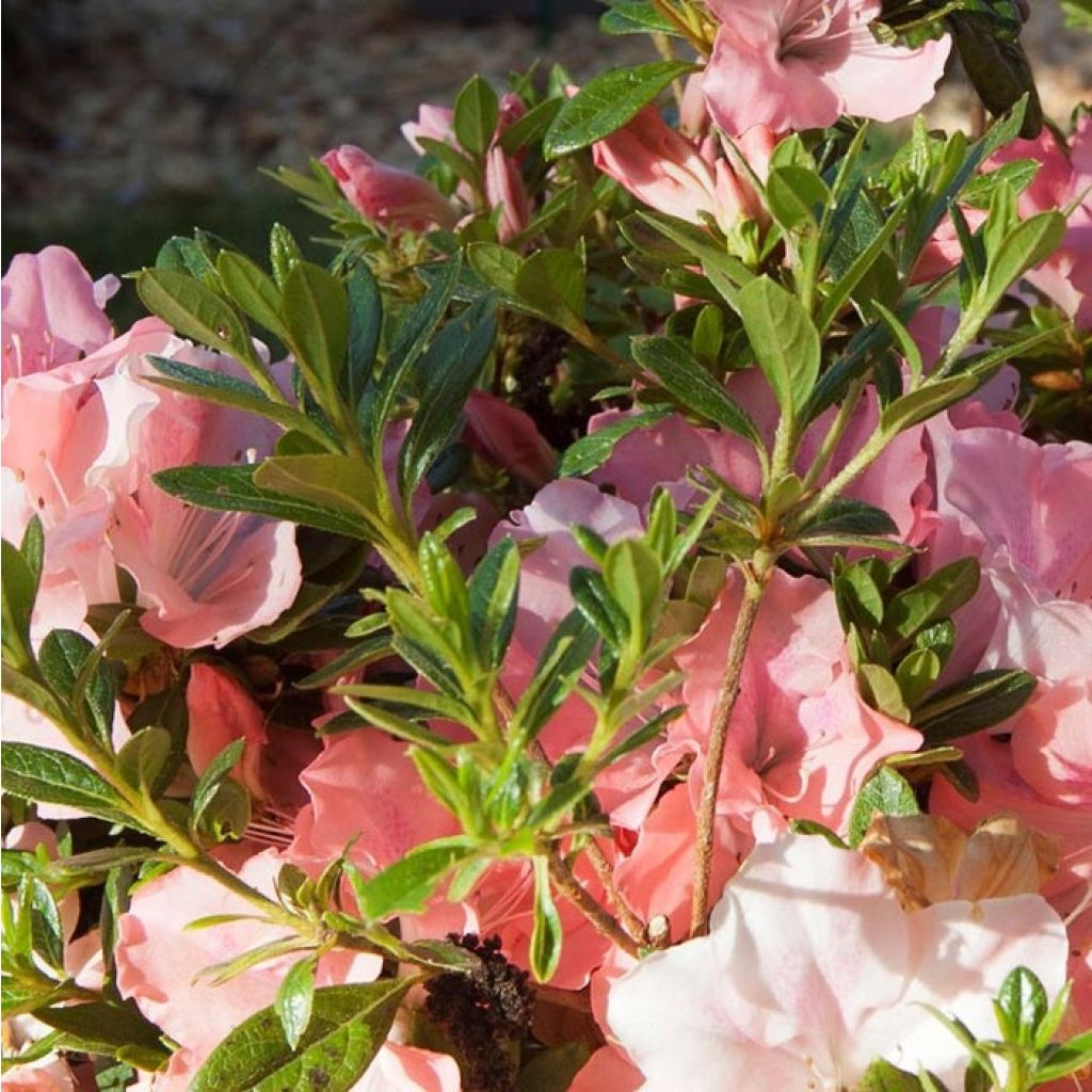 Azalea japonica ENCORE Debutante Roblel