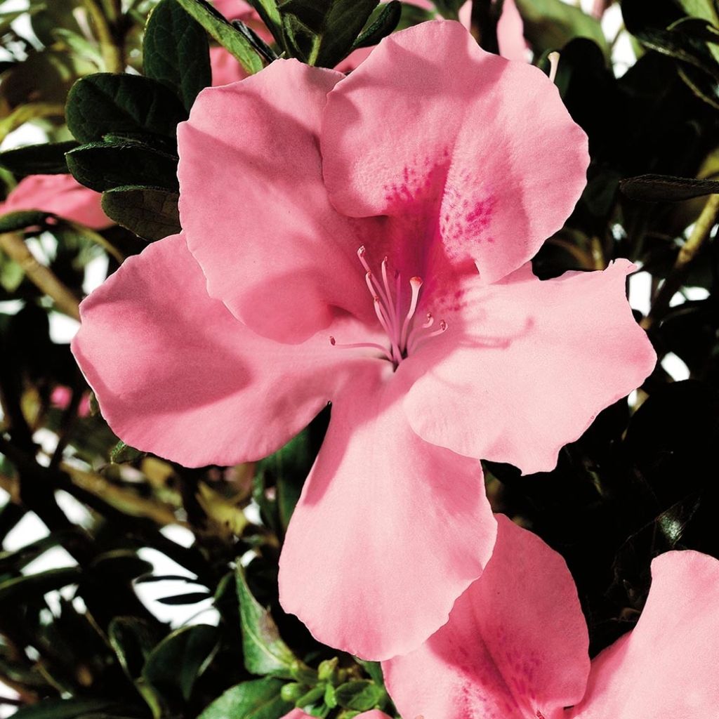 Azalea japonica ENCORE Debutante Roblel