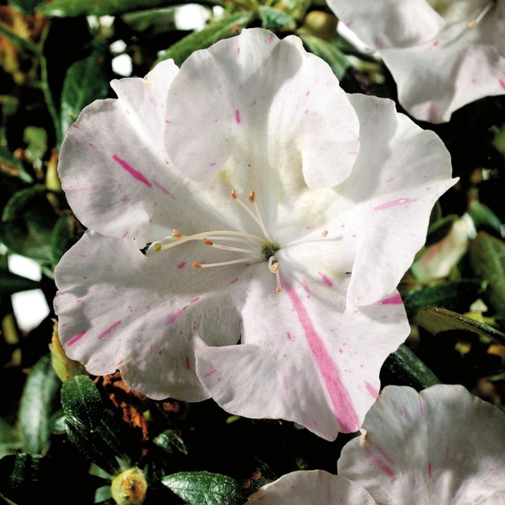Azalea japonica ENCORE Starlite Roblem