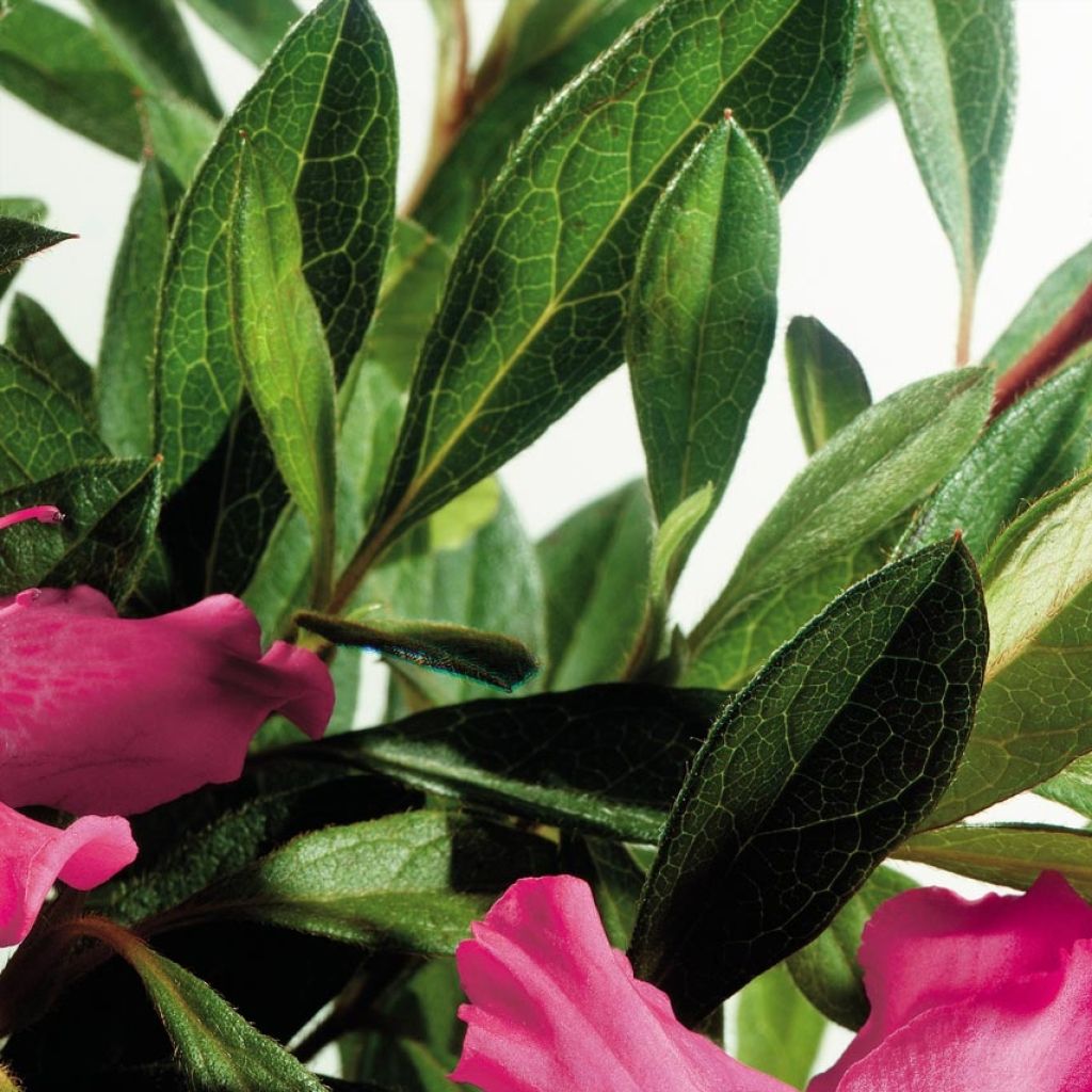 Azalea japonica ENCORE Sundance Roblef