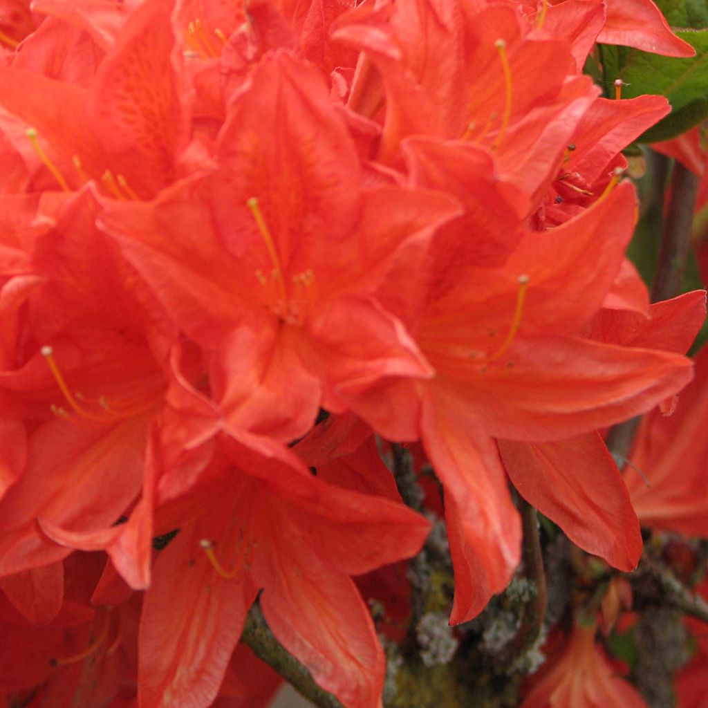 Azalée de Chine Brilliant Red - Azalea mollis