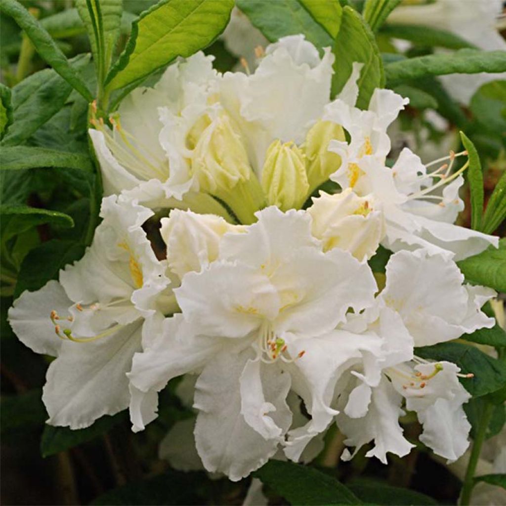 Azalée de Chine White Frills - Azalea mollis