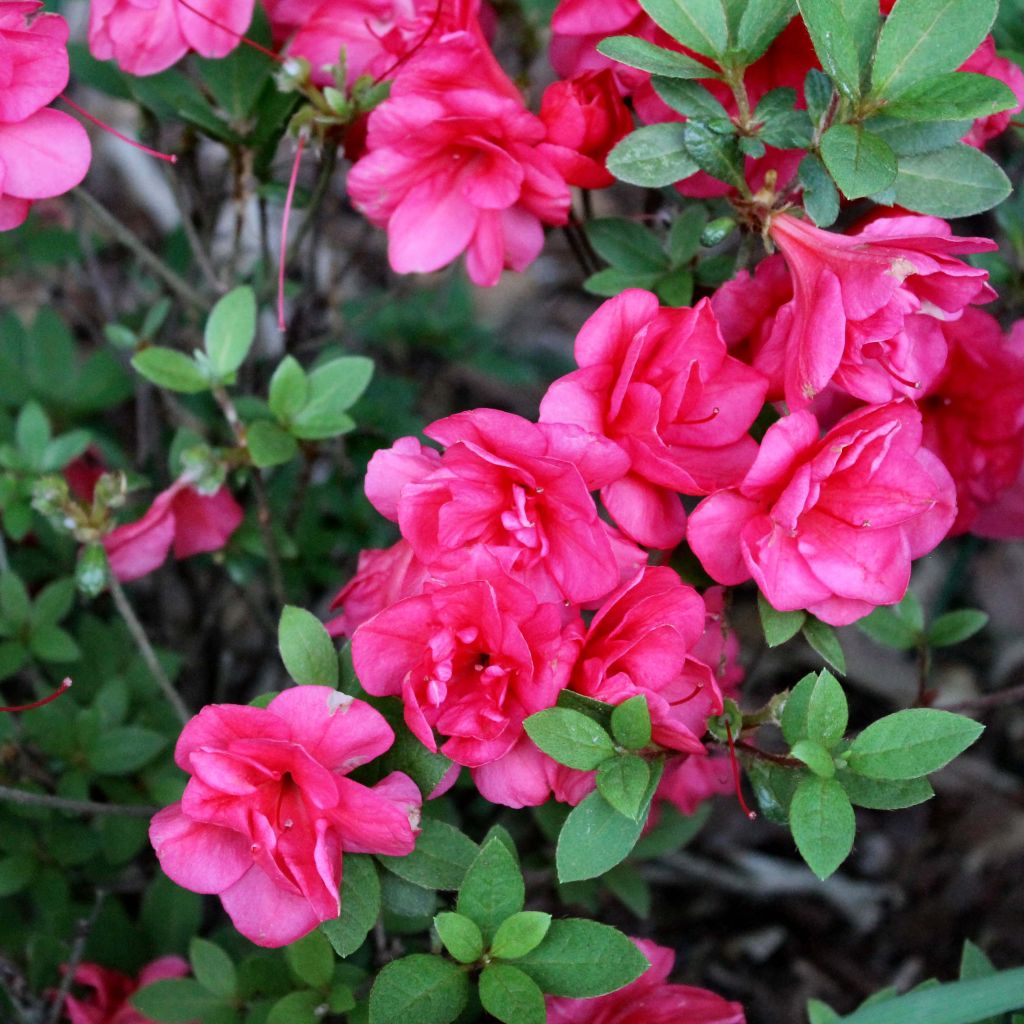 Azalée du Japon Christina - Rhododendron hybride.