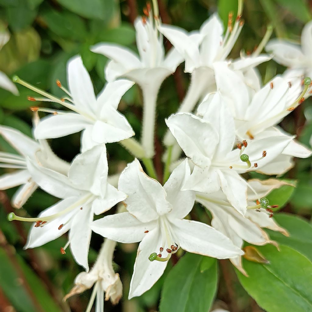 Rhododendron (Azalea) mollis Viscosa