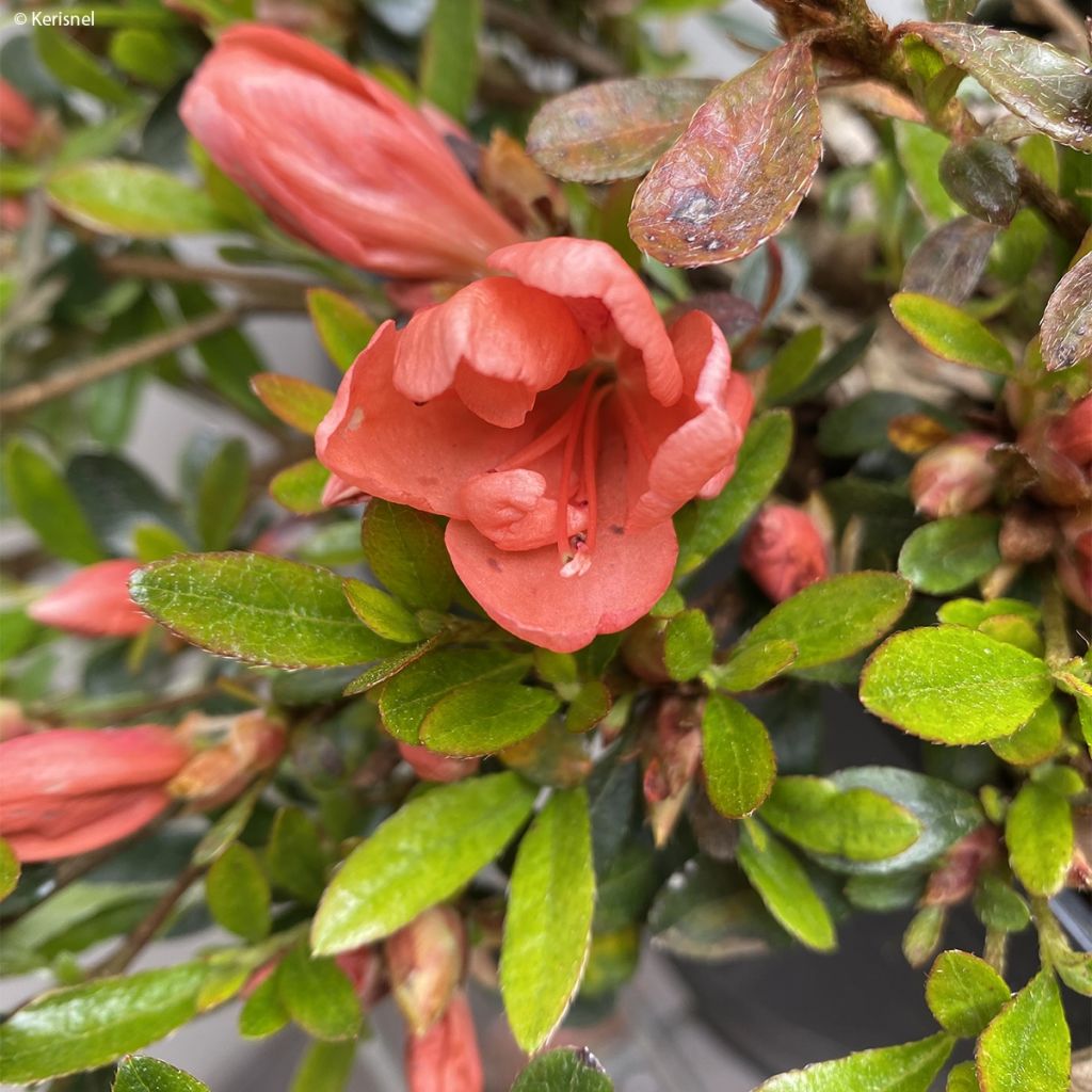 Azalée couvre-sol Pink Cascade - Azalea nakaharae