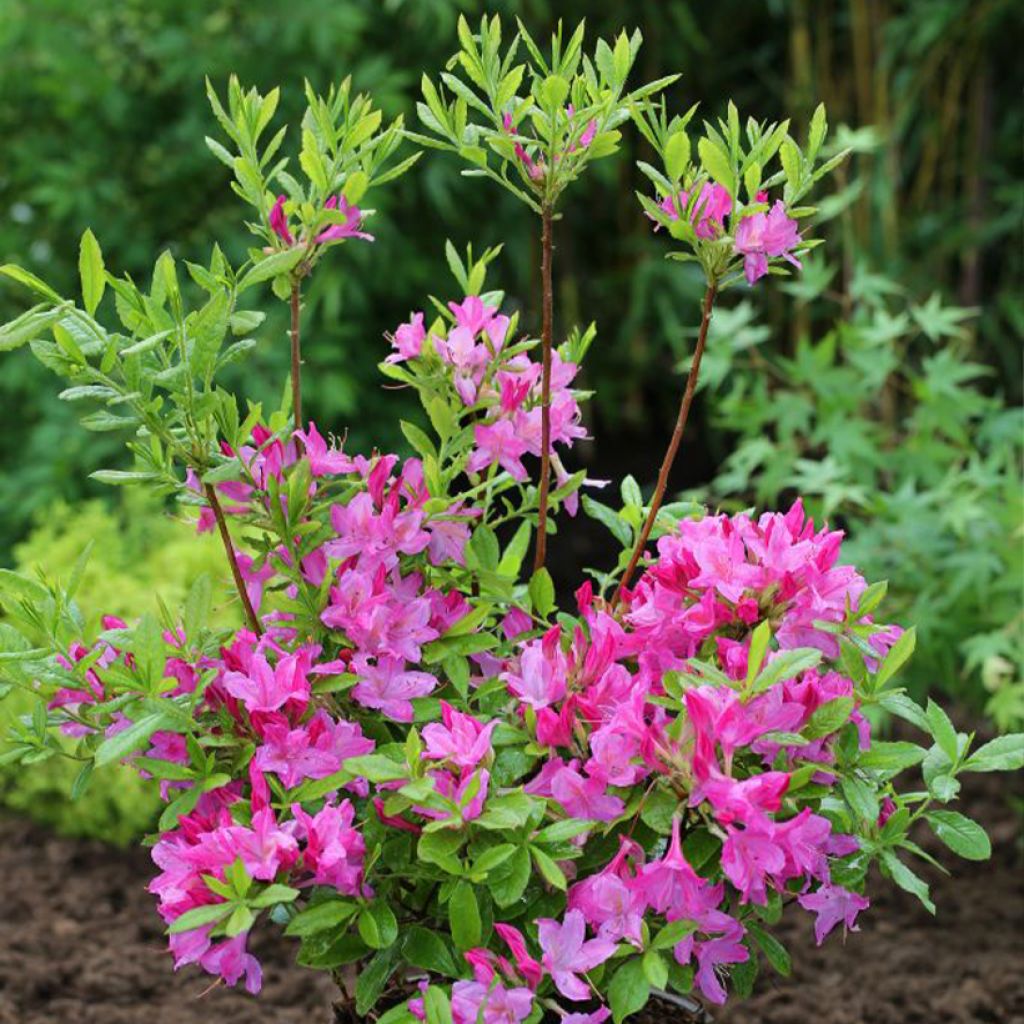 Rhododendron Fraseri