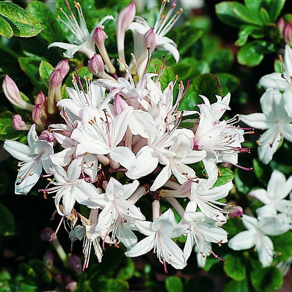 Azalée de Chine - Rhododendron viscosum Sommerduft