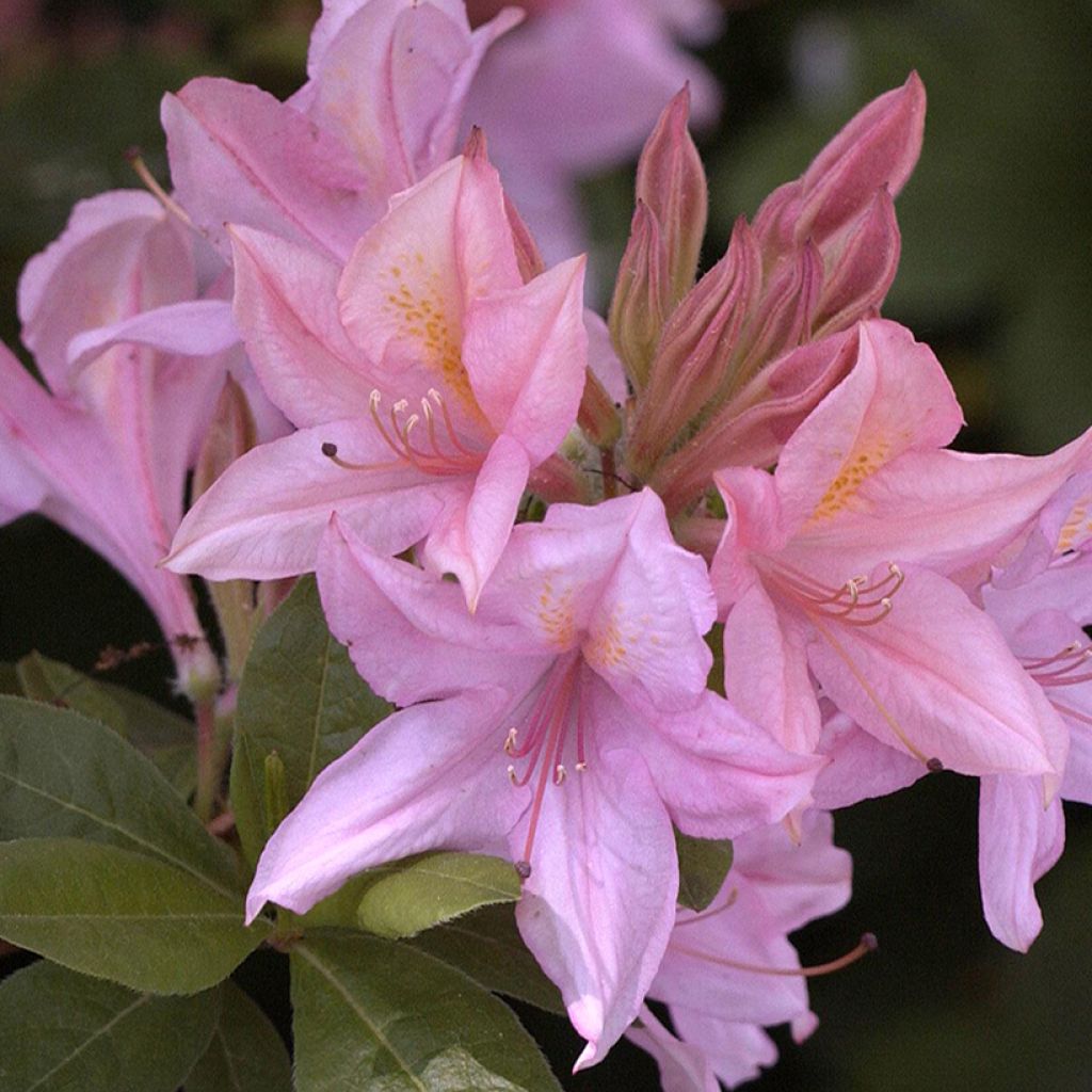 Rhododendron Soir de Paris