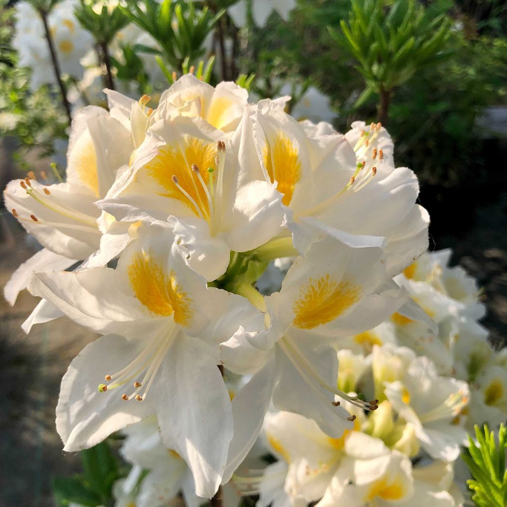 Azalée de Chine Persil - Azalea mollis