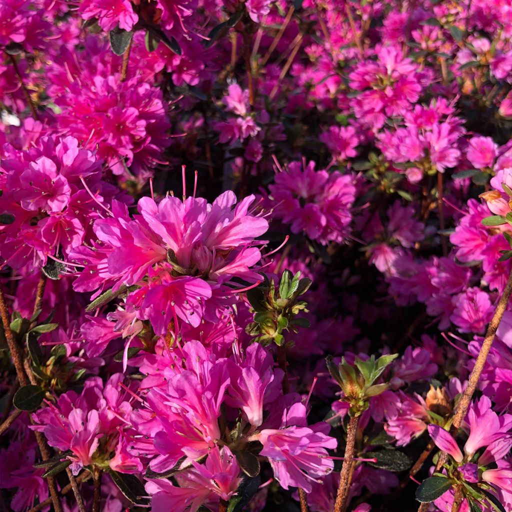 Rhododendron (Azalea) (x) kaempferi (Groupe Obtusum) Amoena