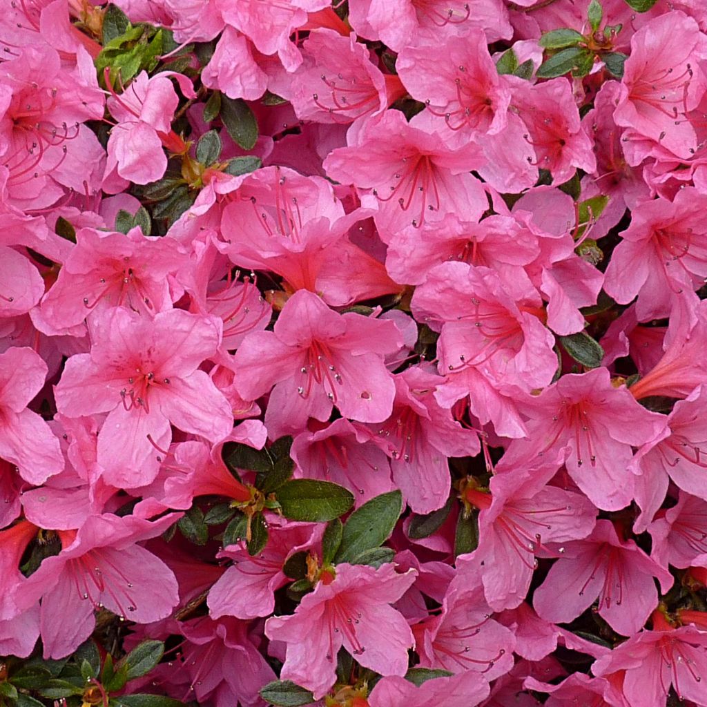 Rhododendron (Azalea) japonica Mme Van Hecke