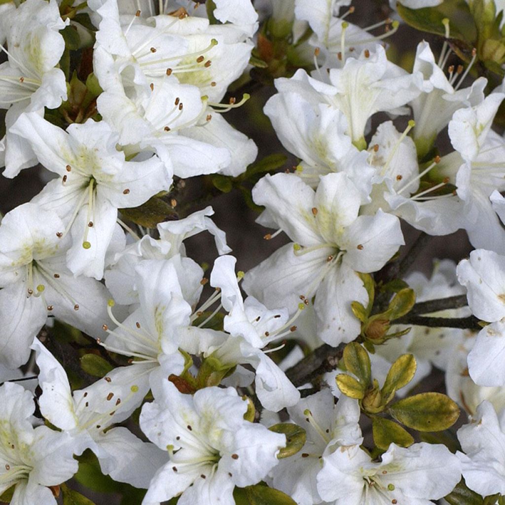 Japanese azalea Schneeglanz