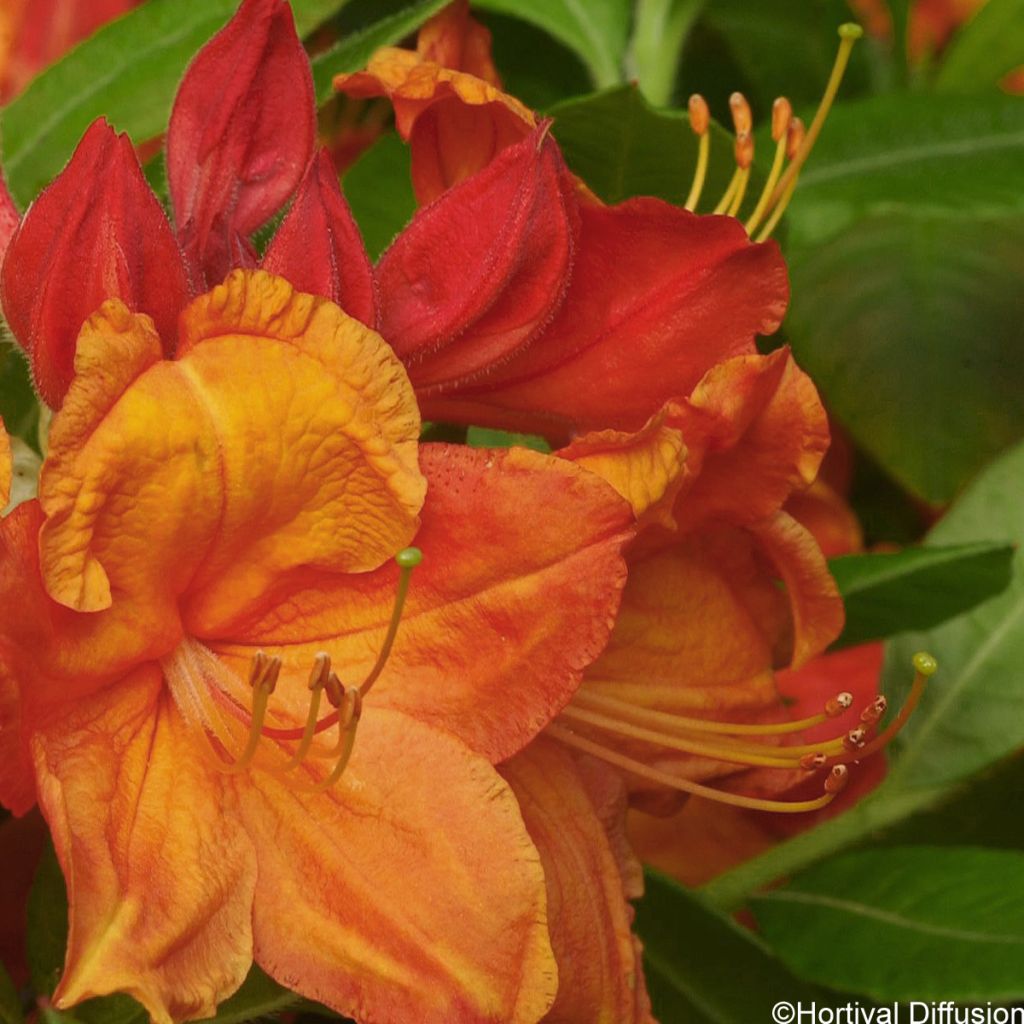 Rhododendron (Azalea) molle (mollis) Glowing Embers