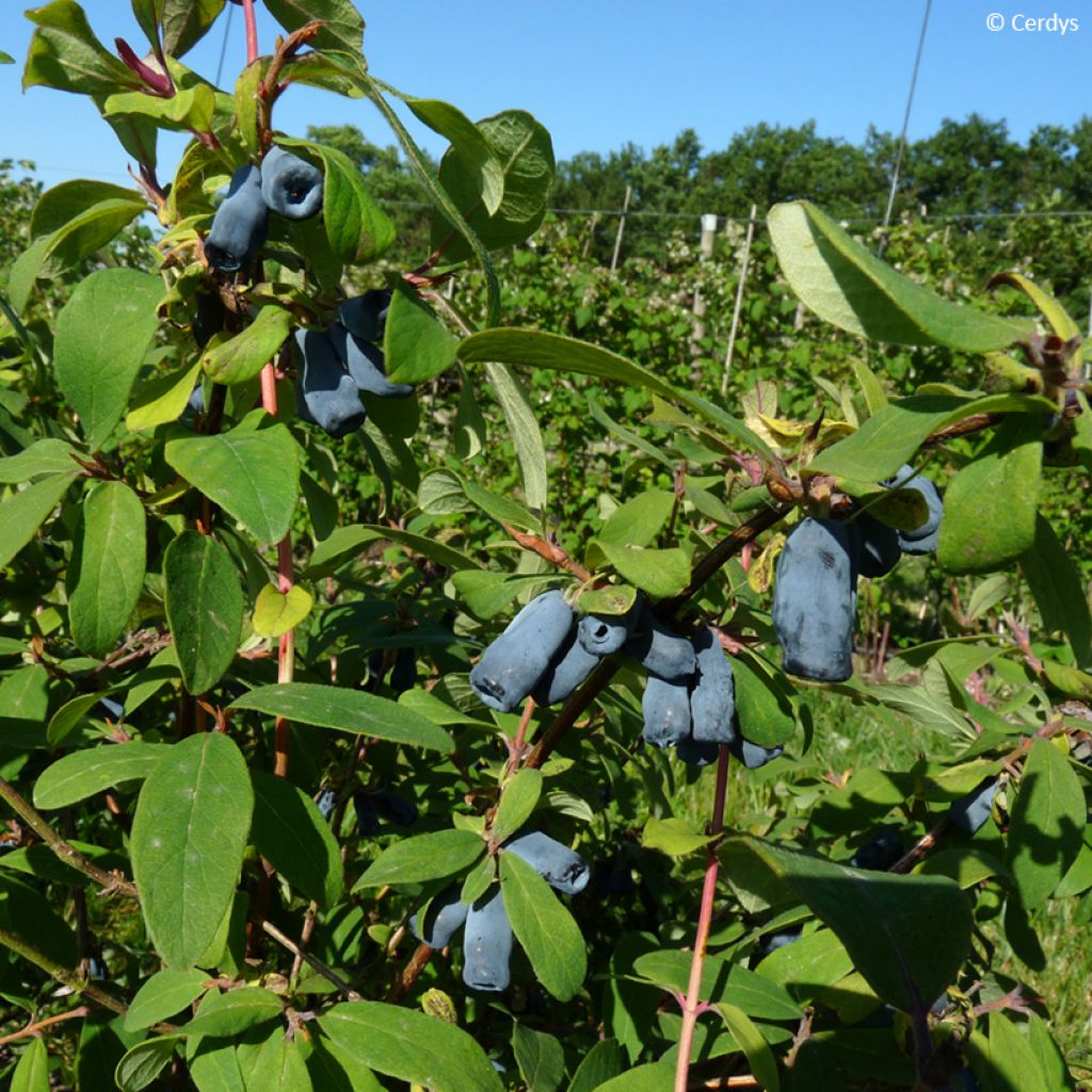 Lonicera caerulea var. kamtschatica Martin - May Berry