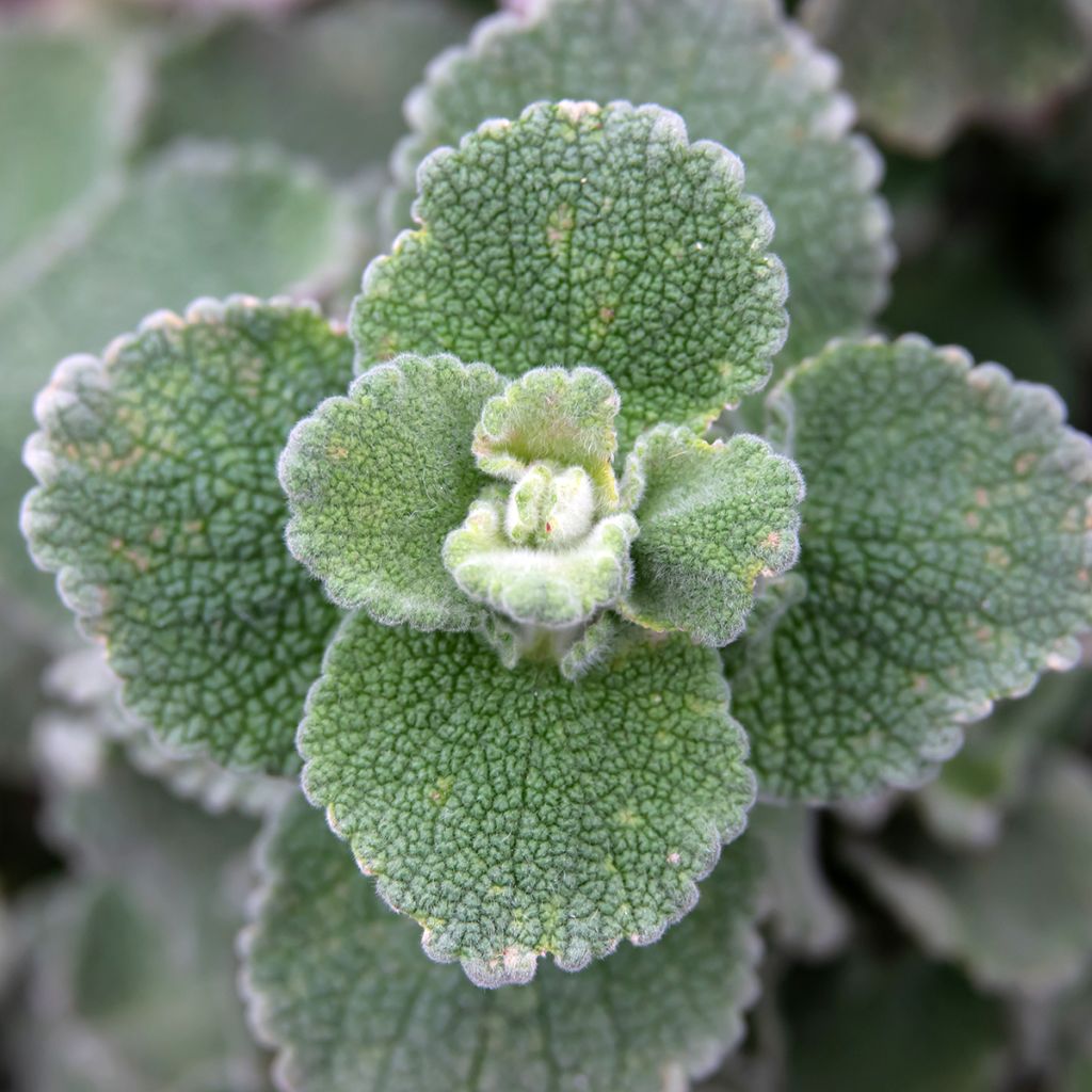 Ballota hirsuta