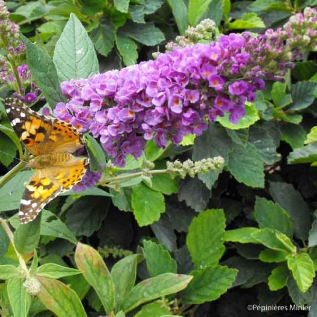 Buddleja Blue Chip - Butterfly Bush