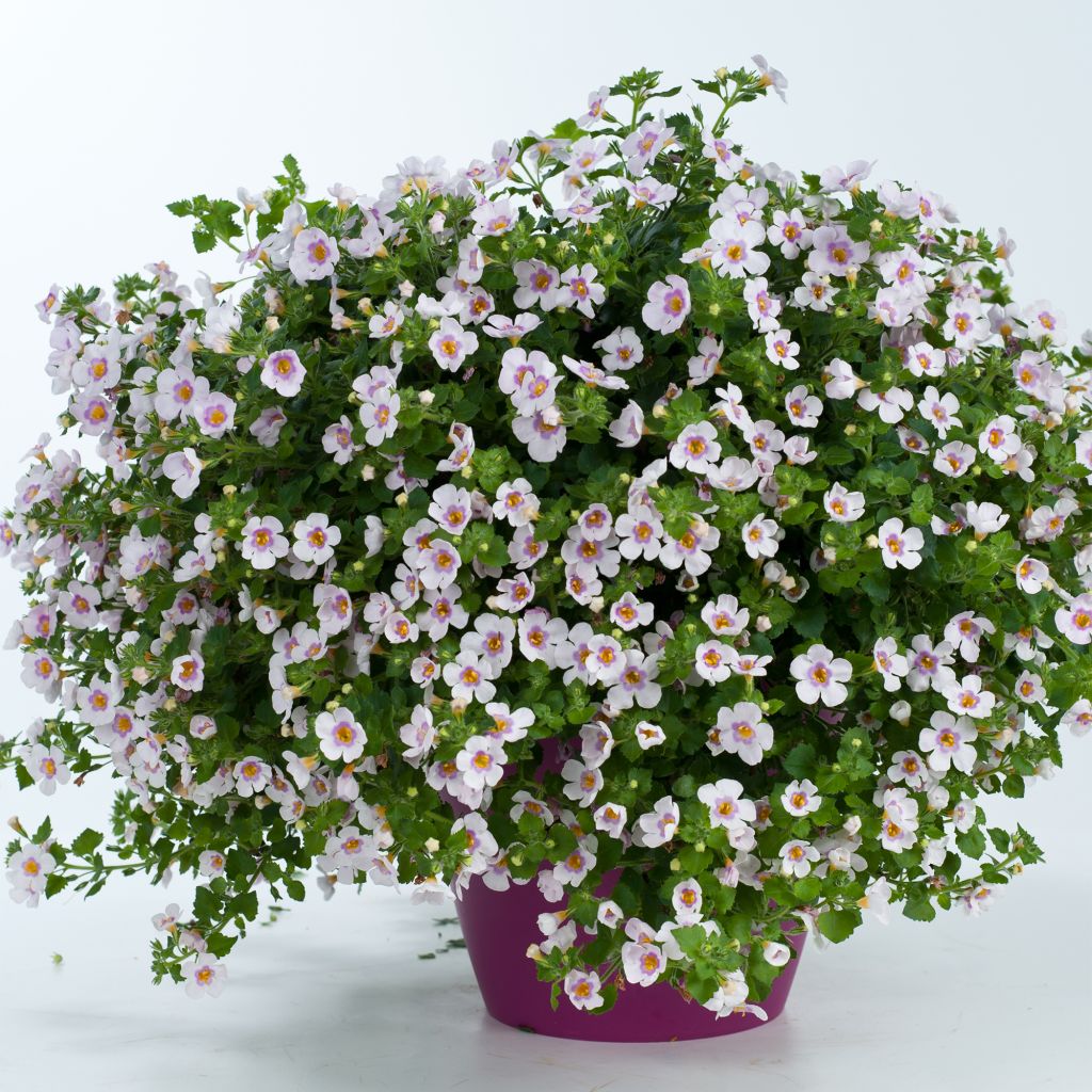 Bacopa Gulliver Pink Heart imp. - Sutera cordata