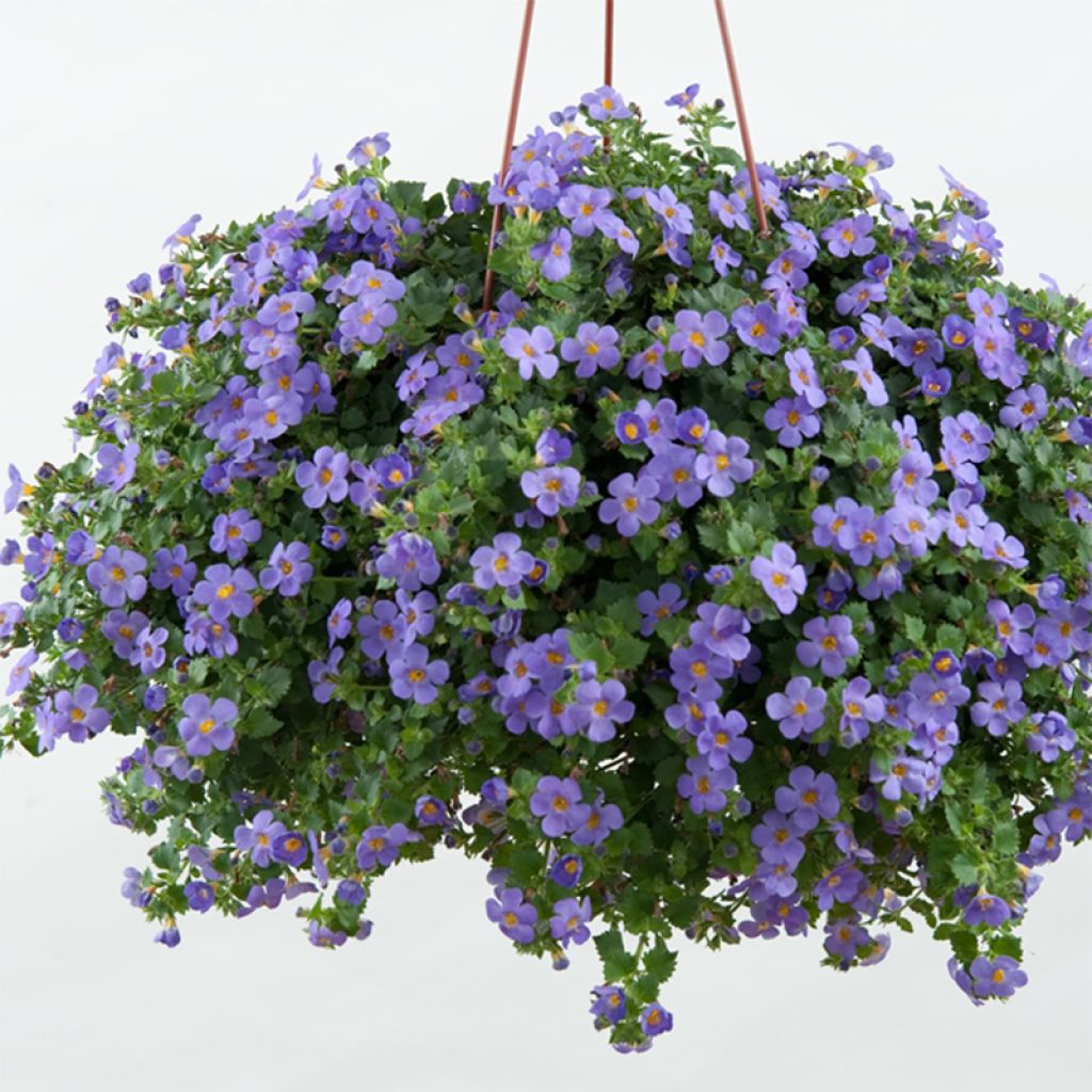 Sutera Scopia Gulliver Blue Sensation