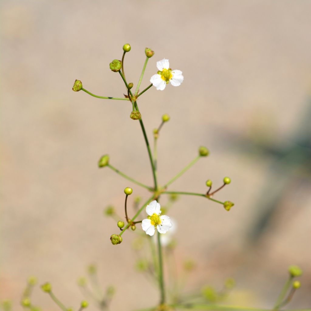 Baldellia ranunculoides - Alisma ou Plantain d'eau fausse-renoncule 