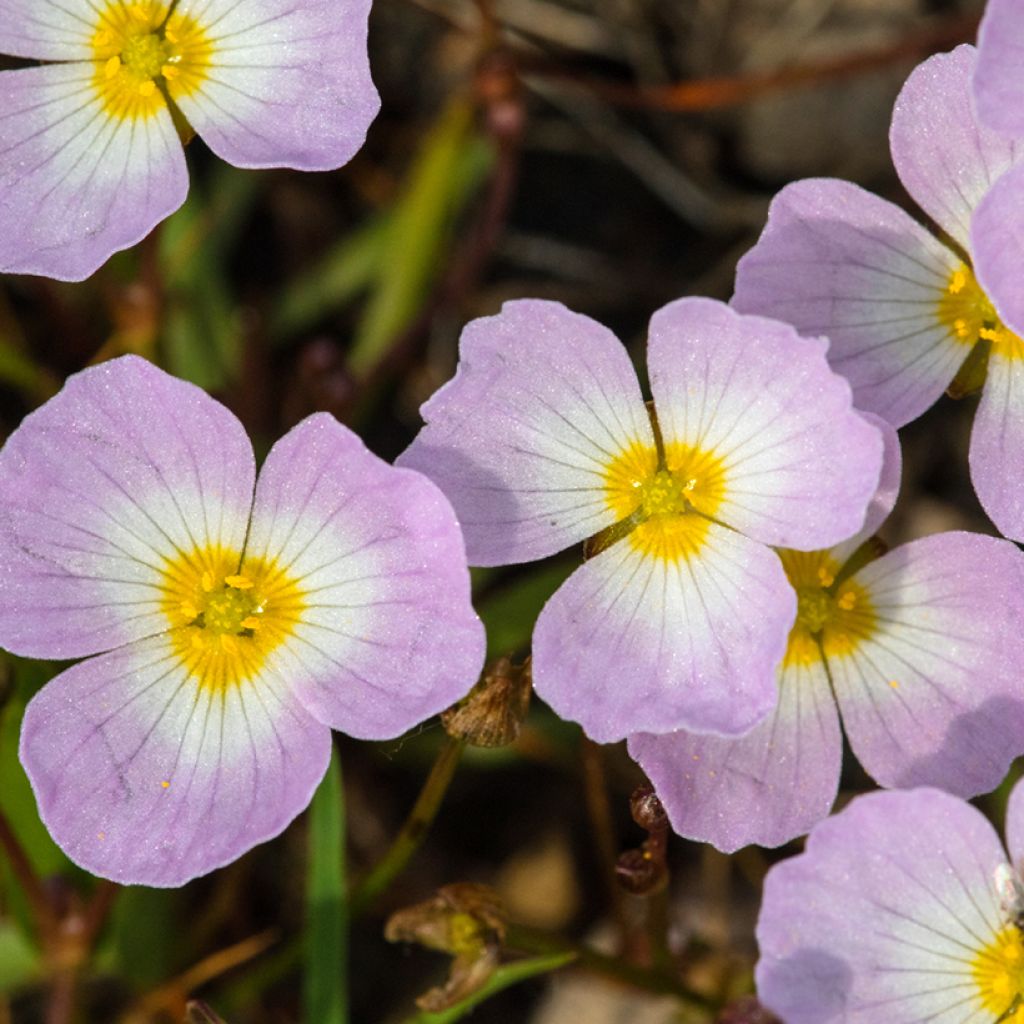 Baldellia ranunculoides - Alisma ou Plantain d'eau fausse-renoncule 