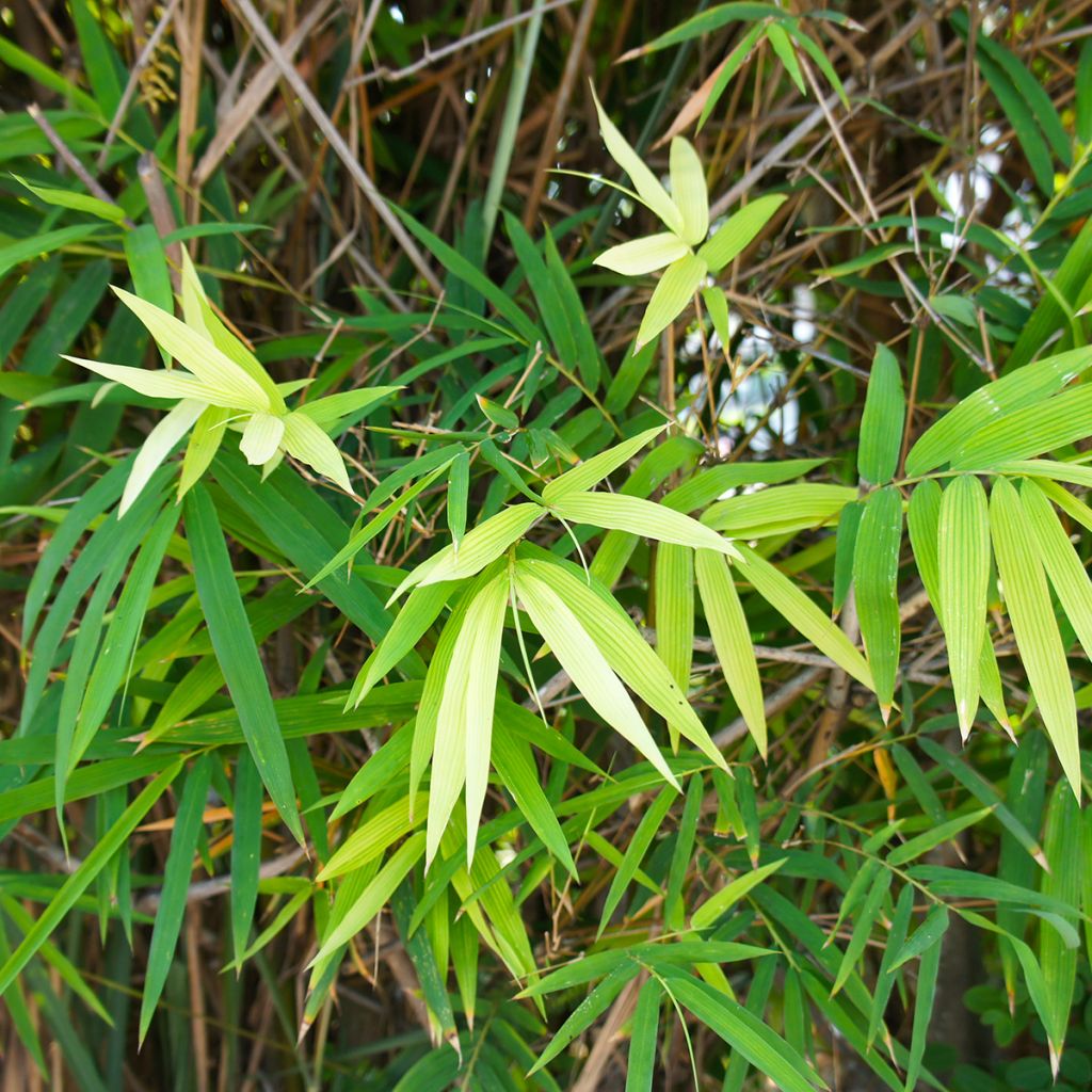 Pseudosasa japonica - Metake Bamboo