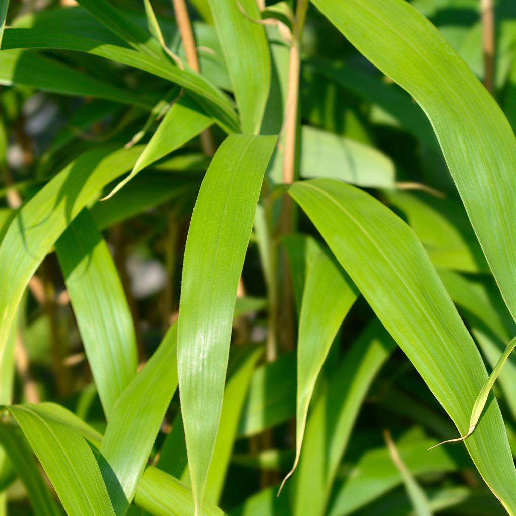 Pseudosasa japonica - Metake Bamboo