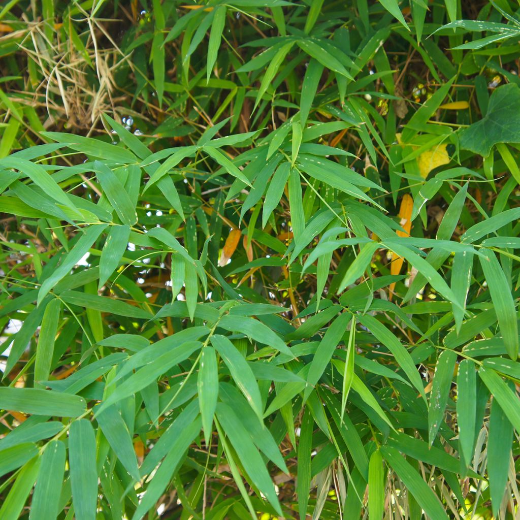 Pseudosasa japonica - Metake Bamboo