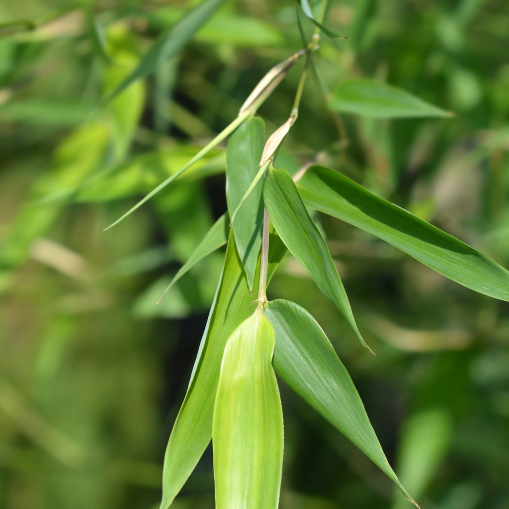 Phyllostachys bissetii - Bamboo