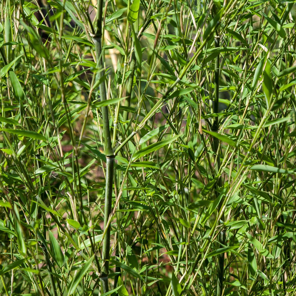 Phyllostachys bissetii - Bamboo