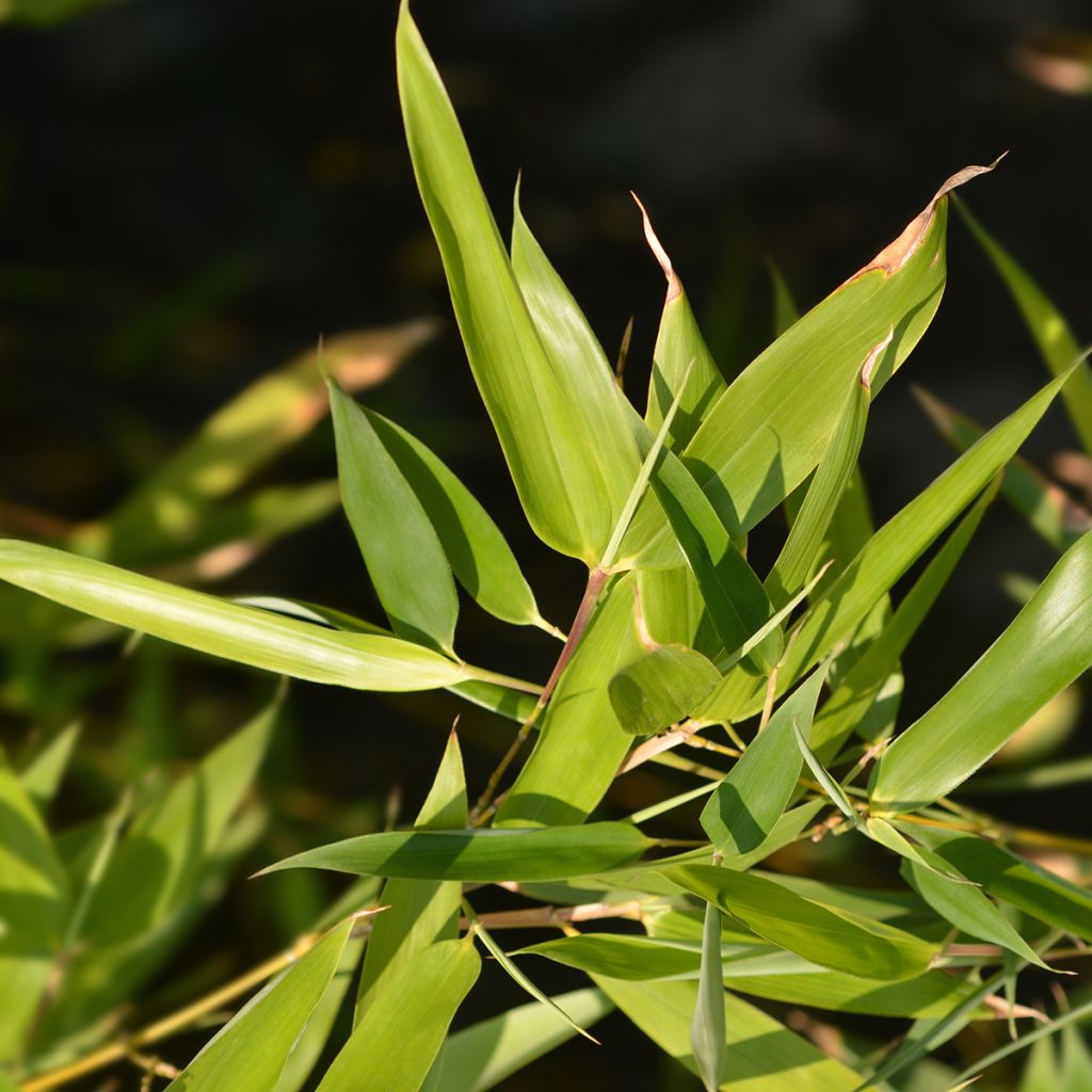 Phyllostachys bissetii - Bamboo