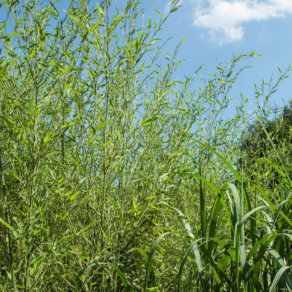 Phyllostachys bissetii - Bamboo